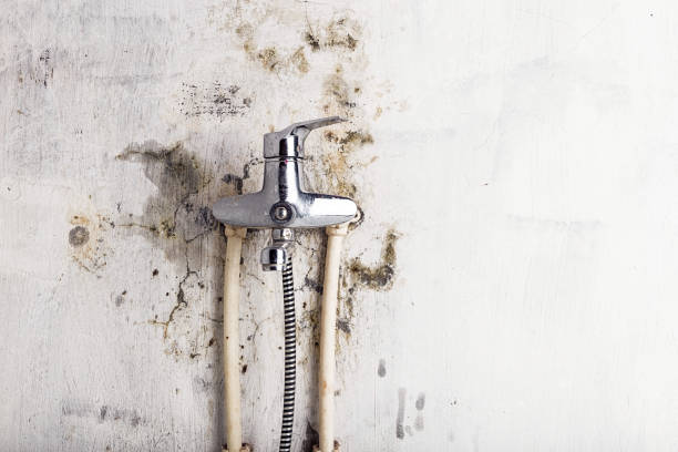  Dyersburg, TN Mold Removal Pros