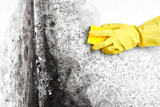 Best Professional Mold Removal  in Dyersburg, TN