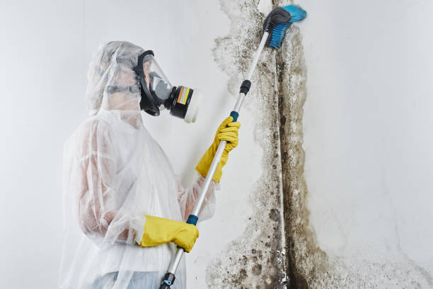 Best Toxic Mold Removal  in Dyersburg, TN