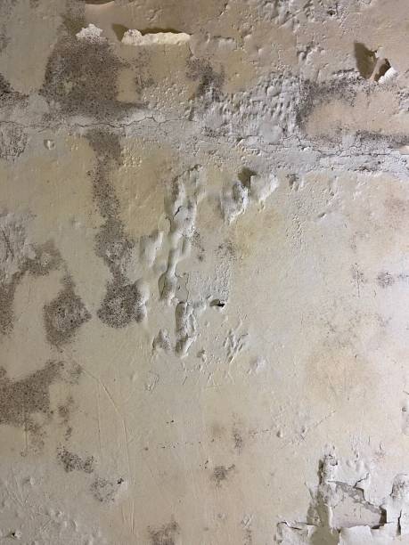 Best Mold Testing  in Dyersburg, TN
