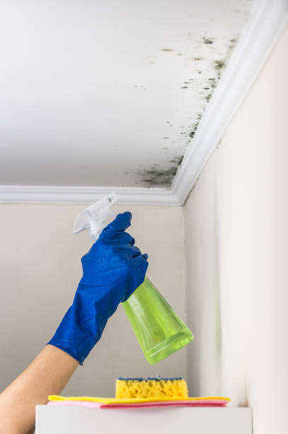 Best Mold Removal Specialists  in Dyersburg, TN