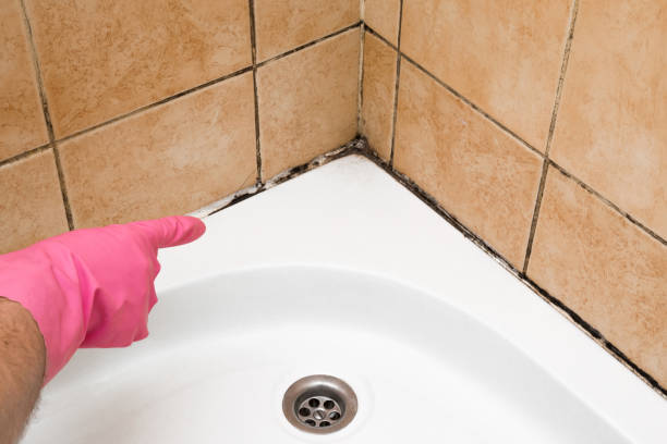 Best Same-Day Mold Removal  in Dyersburg, TN